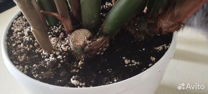 Красивый Замиокулькас