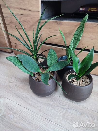 Сансевиерии