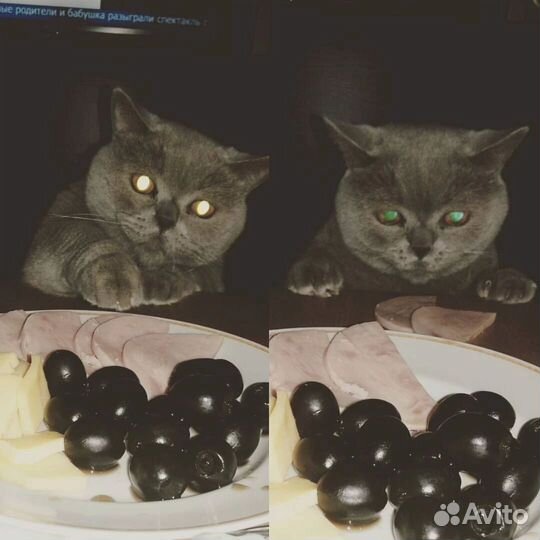 Ваш счастливый кот