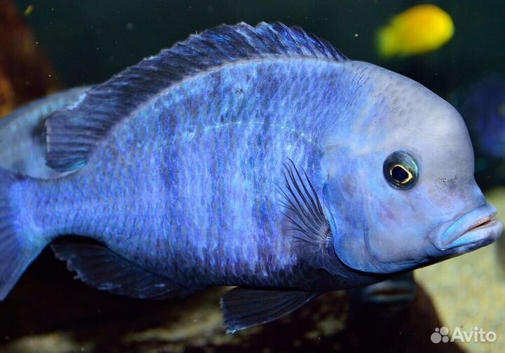 Аквариумные рыбки