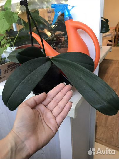 Орхидея Горизонт