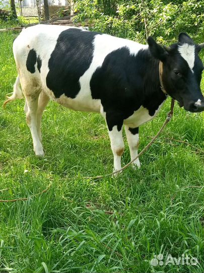 Домашние тёлки