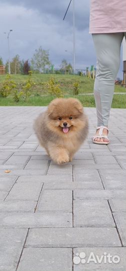 Маленький медвежонок