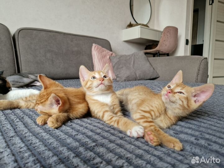 Котята в добрые руки