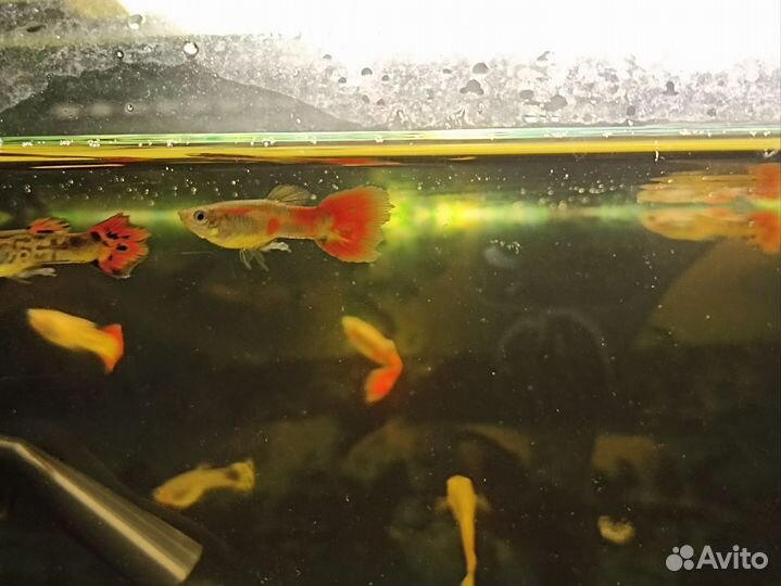 Аквариумные рыбки гуппи