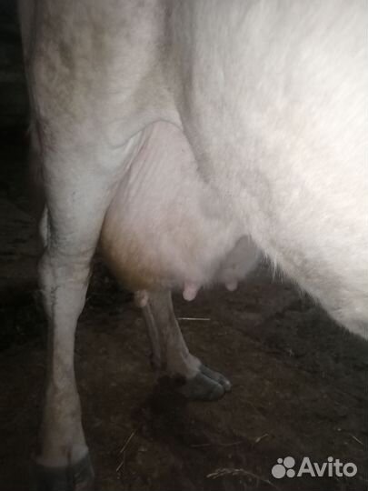 Дойные коровы