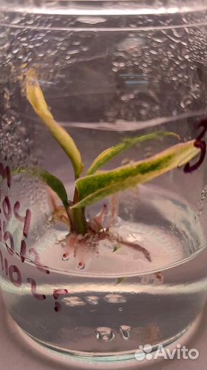 Филодендрон Карамель Марбл