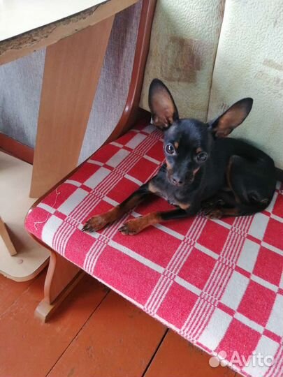 Мини той-терьер