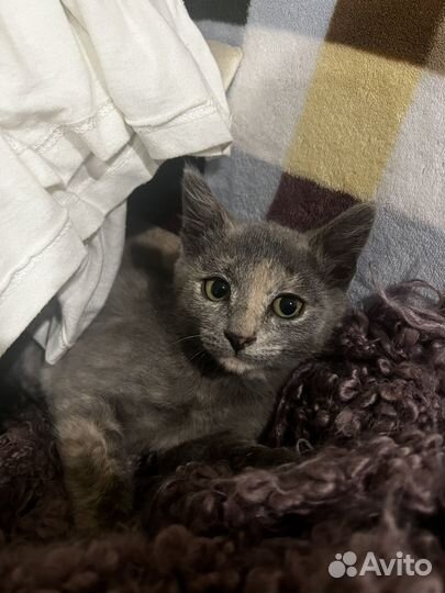 Необыкновенный котенок