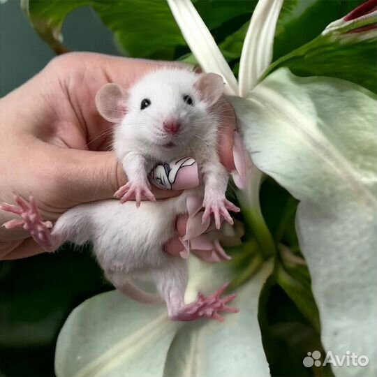 Крысята Дамбо. Крыса Дамбо. Редкие окрасы. Крысы