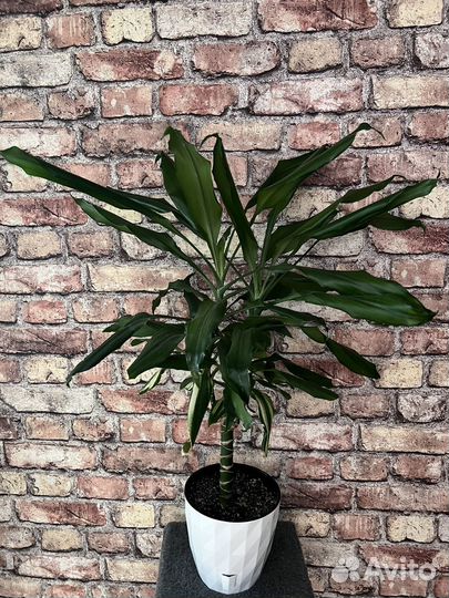 Комнатные растения Фикусы Драцены