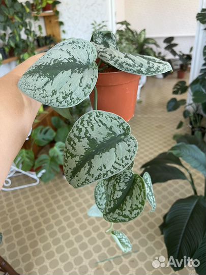 Сциндапсус пиктус треби