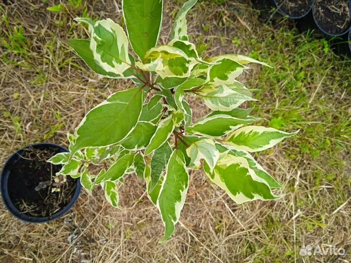 Дерен белый Sibirica/С15