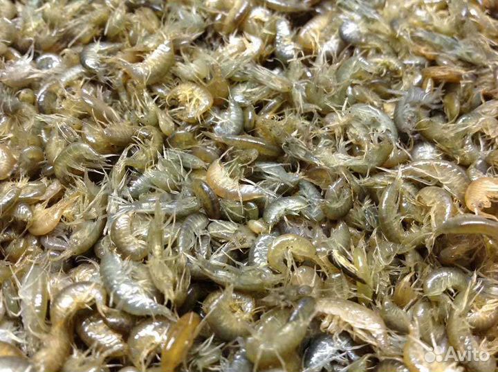 Червь для рыбалки дендробена