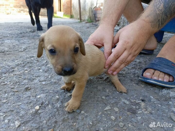 Отдам щенят в добрые руки