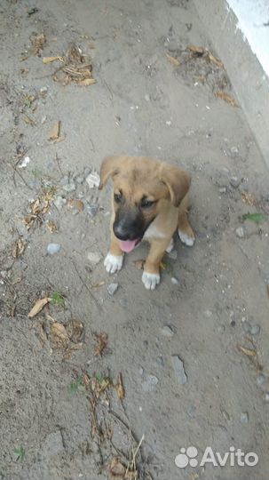 Щенок в добрые руки