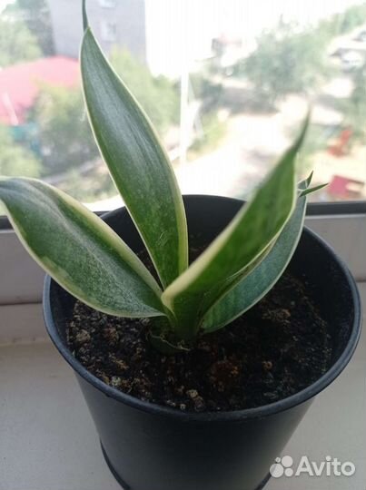 Сансевиерия ханни голд