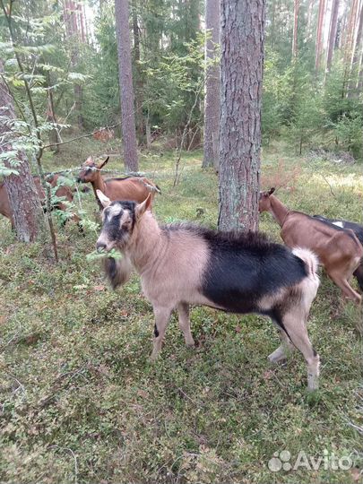 Козел альпийский покрыть