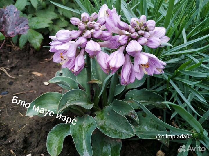 Хосты сортовые