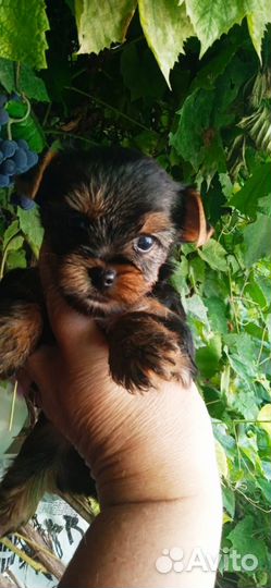 Йоркширский терьер мини