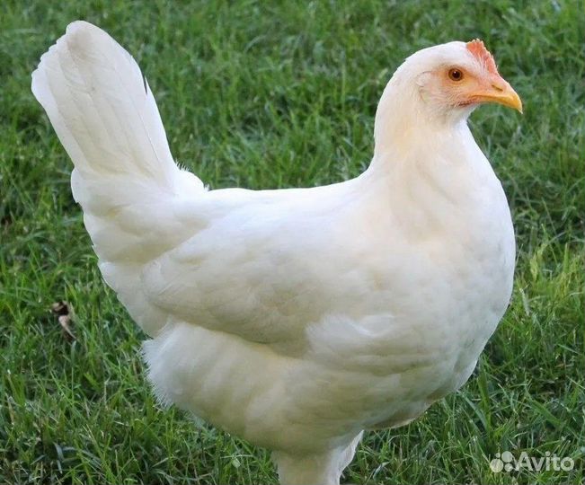 Куры молодки хайсекс уайт с доставкой
