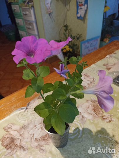 Петуния ампельная