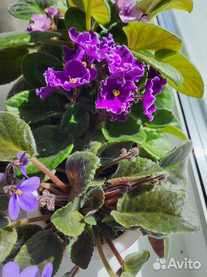 Домашние цветы (отростки)