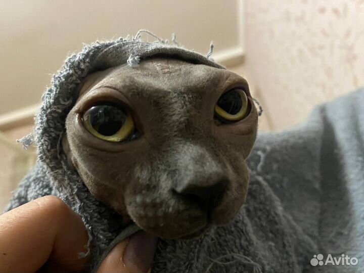 Канадский Сфинкс