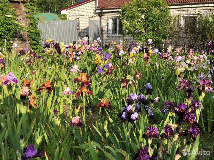 Ирисы коллекционные сорта