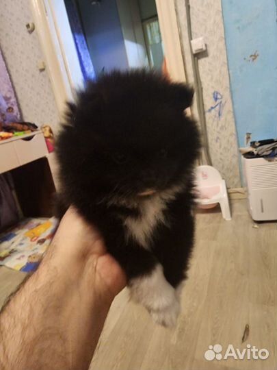 Щенки померанского шпица
