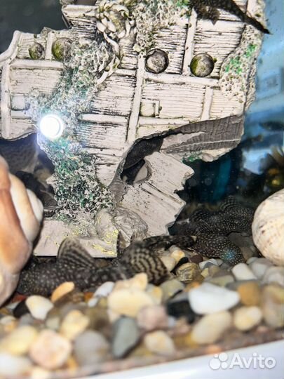 Аквариумные рыбки сомики