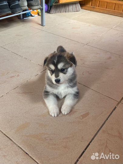 Щенки 1 месяц