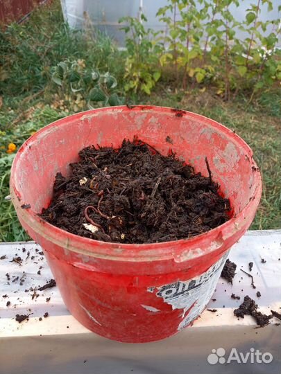 Червь старатель