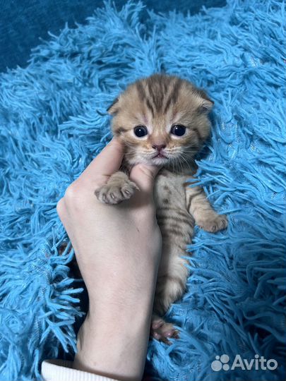 Шотландские котята