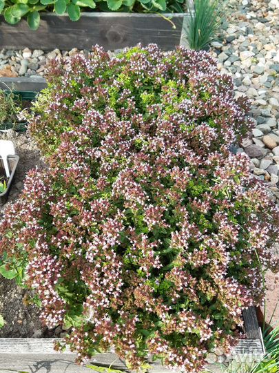 Лаванда, мята, чабрец