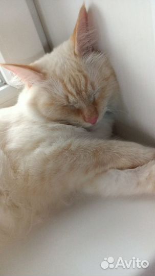 Марсель - голубоглазый тайский котик в дар 9 месяц