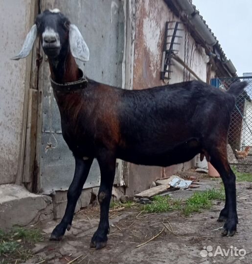 Коза нубийская