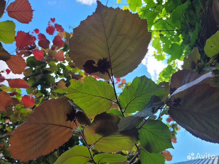 Орех краснолистный (фундук)