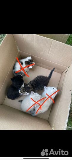 Котенок в добрые руки