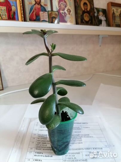 Толстянка денежное дерево