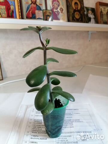 Толстянка денежное дерево