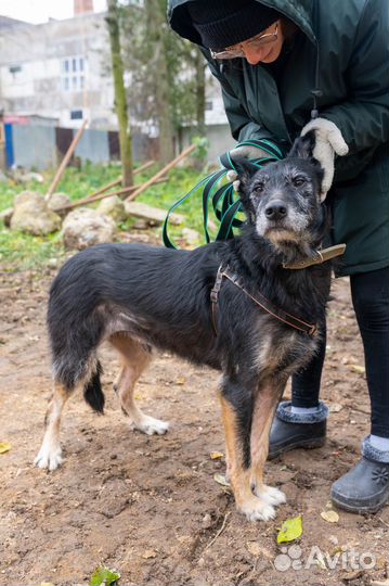 Собака Боря ищет дом