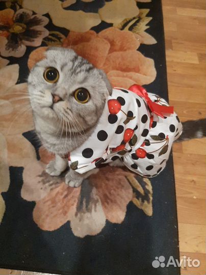 Ищем жениха для нашей кошечки