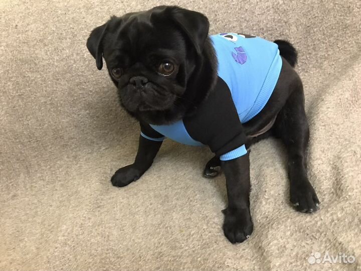 Вязка мопса