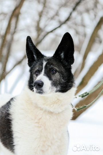 Пёс Тимон в добрый руки
