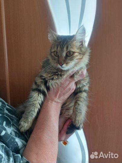 Кошечка в добрые руки
