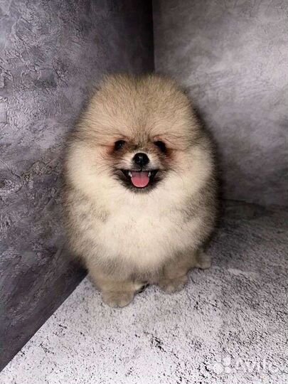 Померанский шпиц мини