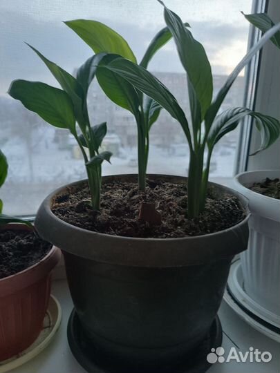 Спатифиллум