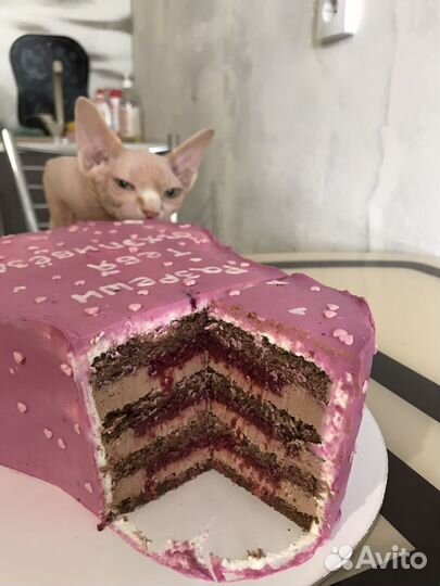 Вязка кот канадский сфинкс