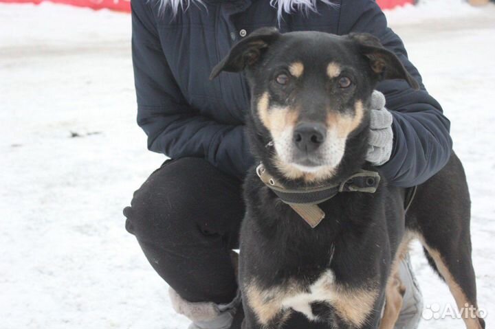 Клайд ищед дом